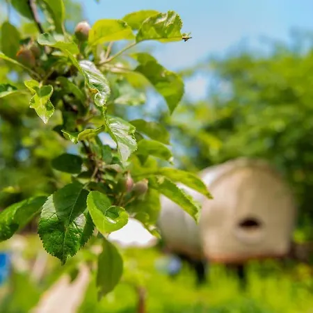 Dragonfly Gardens - The Wagons Glamping *